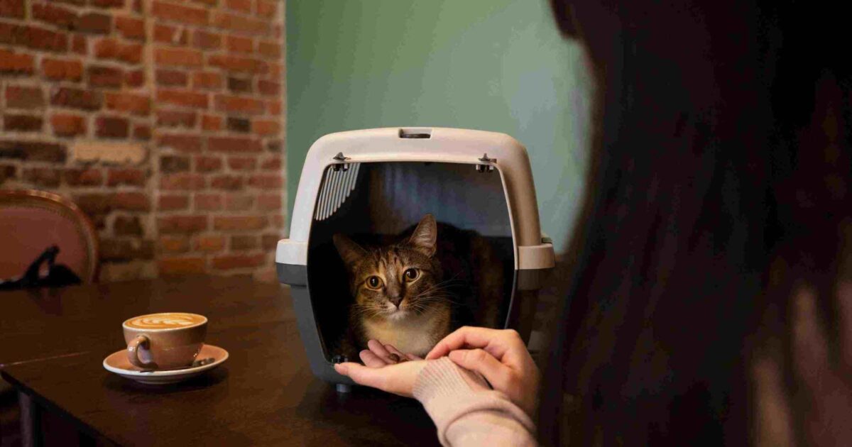 playing with Cat in Bristol Cafe