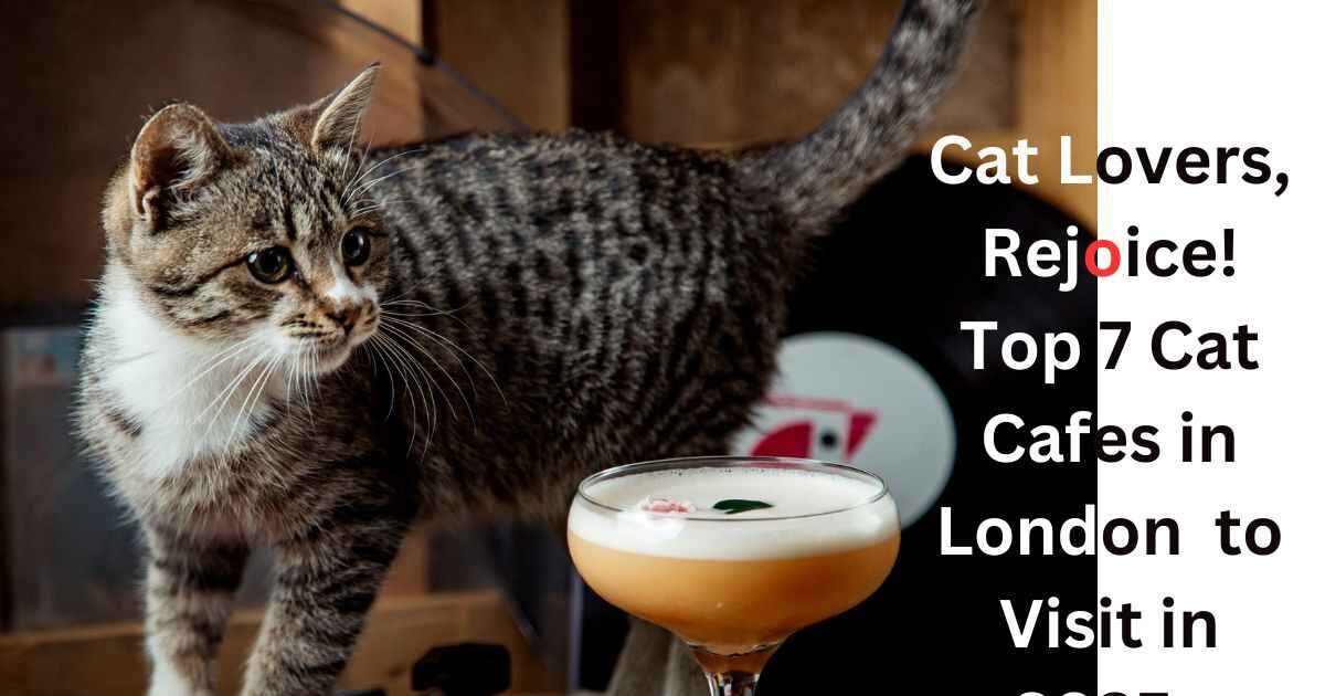 Cat Cafes in London