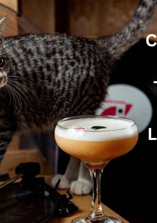 Cat Cafes in London