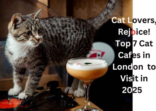 Cat Cafes in London