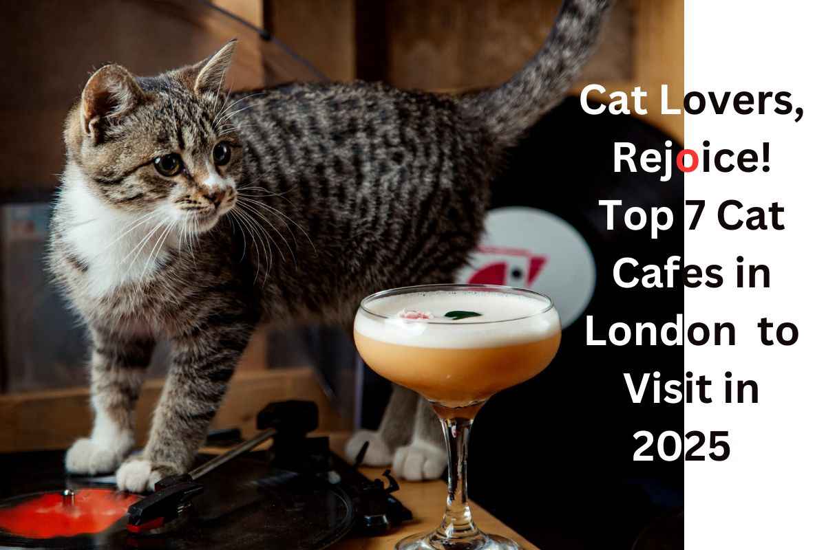 Cat Cafes in London